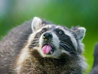 Raccoon Computer Wallpaper Desktop Background Id