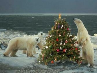 Christmas Animals Photos