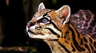 Ocelot HD Wallpaper Background Image