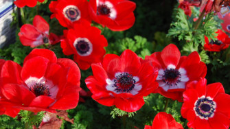 Top Anemone Flower Wallpaper Full HD 4k To Use