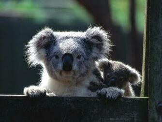 Koala Bear Wallpaper For Desktop In HD