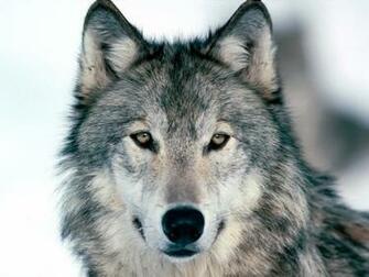 Wolf Wallpaper For Mac Dawallpaperz