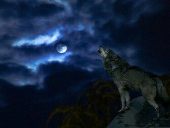 Wolf Moon Wallpaper HD In Animals Imageci
