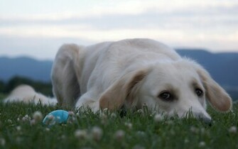 Animal Labrador Retriever Wallpaper