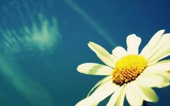 White Daisy Wallpaper