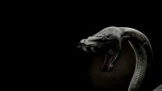 Angry Snake Wallpaper HD Desktop Instagram