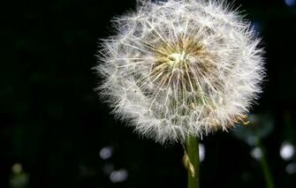 Wallpaper Dandelion Fluff Image For Desktop Section