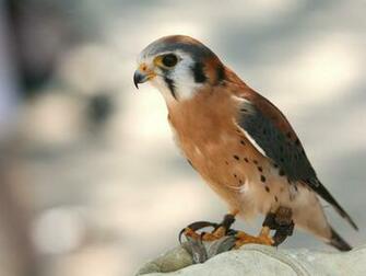 Wild Animals Wallpaper Pictures Beautiful Birds