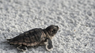 Turtle HD Background Wallpaper