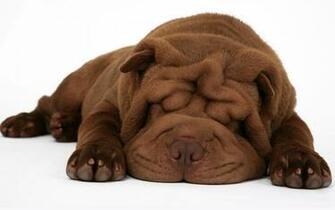 Holding A Dog Positively Affects On Health You Become More