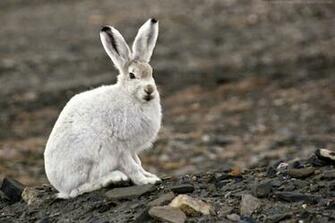 Beautiful Wallpaper For Desktop Arctic Hare HD