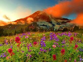 Mountain Meadow Wallpaper