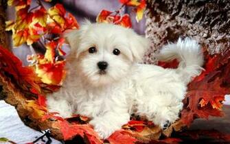 Beautiful Flower Wallpaper For You Kitten Puppy