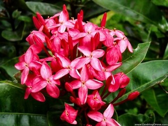 Home Desktop Wallpaper Flowers Gardens Background Hawaiian