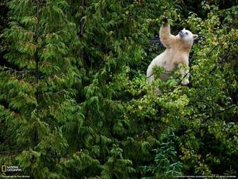 Picture Animal Wallpaper National Geographic Photo Of The Day
