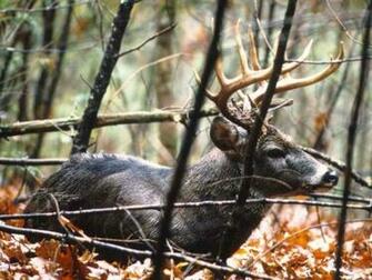 Whitetail Deer Wallpaper
