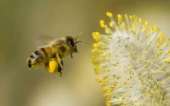 Honey Bees Wallpaper For Android Top Level Beautiful