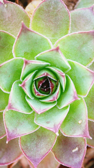 Cactus Wallpaper iPhone
