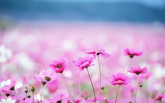 Desktop Wallpaper HD 3d Full Screen Flowers And Pictures