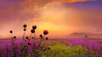 Beautiful Flowers HD Wallpaper Desktop Colorful