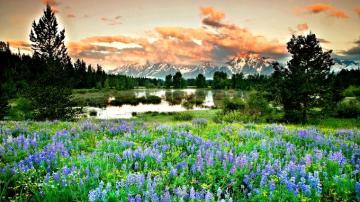 Blue Flowers In Spring Mountains HD Wallpaper Background Image