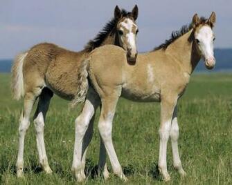 Horse HD Desktop Wallpaper