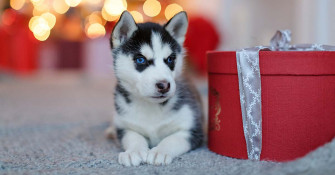 Puppy S Joyful Not Stressful Holidays Diamond Pet Foods