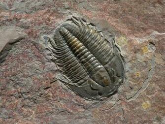 Wallpaper National Geographic For Photo Gallery Permian Period