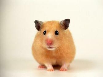 Hamster Wallpaper Resolution 604s Image Size 34k