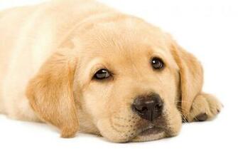 Golden Labrador Puppy Wallpaper