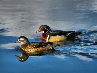 Wood Duck Wallpaper Pair By Glacierman54