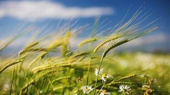 Summer Wheat And Wildflowers Wallpaper