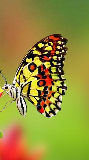 Wallpaper Butterfly Flowers 4k Animals