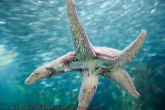 Beautiful Wallpaper Star Fish