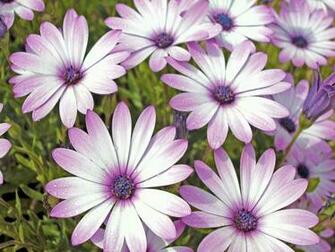 Your Wallpaper Daisy Flower