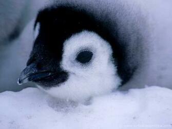 Baby Penguin Wallpaper Kb Jpg