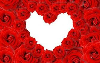 HD Red Rose Wallpaper Roses Beautiful