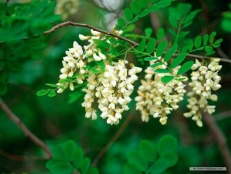 Wallpaper Flower Spring