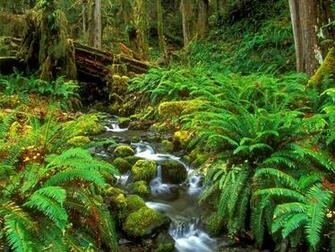Stream Olympic National Park Washington Wallpaper Hq