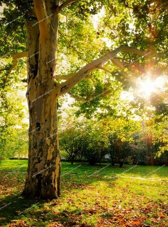Paper Background Autumn Tree Background