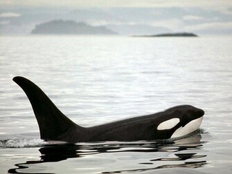 Orca The Killer Whale Image Wallpaper Photos