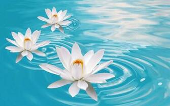 Water Lilies Flowers Wallpaper