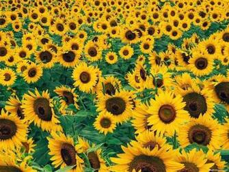 Sunflower Xp Wallpaper Desktop Sunflowers Field
