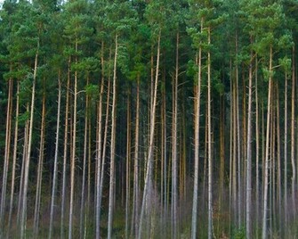Pine Trees Cool Wallpaper
