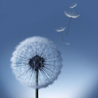 Galaxy S3 Dandelion HD Wallpaper