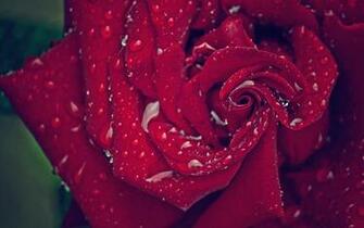 Red Velvet Rose Wallpaper Stock Photos