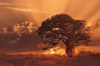 Baobab Tree Wallpaper And Background Image Net
