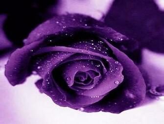 Beautiful Abstract Wallpaper And Pictures