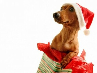 Christmas Dog Wallpaper Desktop