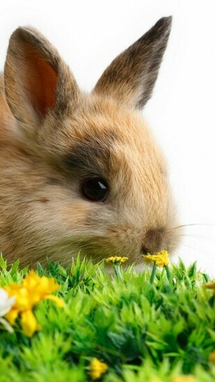 Lovely Easter Bunnies iPhone HD Wallpaper